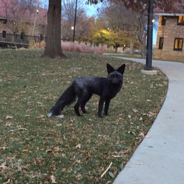 The silver fox of Kitt Village | Credit @isnt_thatironic