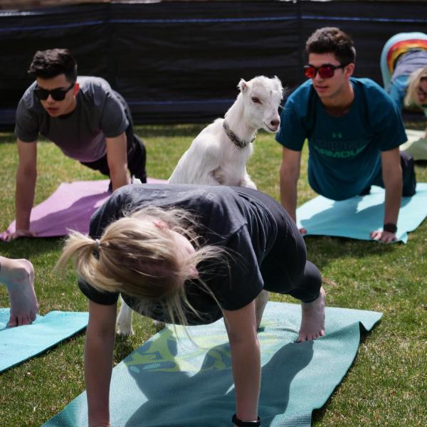 Students enjoy a yoga class on the lawn with baby goats as part of a wellness initiative from the Rec Center Fitness & Wellness and Mountain Flower Goat Dairy. Photo by Glenn Asakawa.