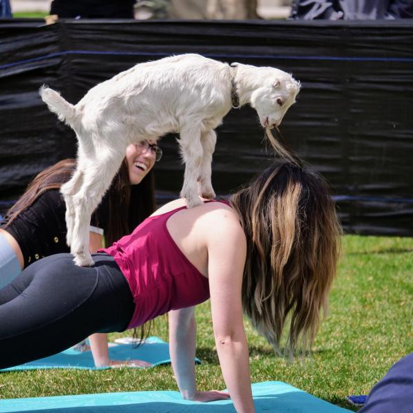 Students enjoy a yoga class on the lawn with baby goats as part of a wellness initiative from the Rec Center Fitness & Wellness and Mountain Flower Goat Dairy. Photo by Glenn Asakawa.