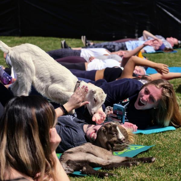 Students enjoy a yoga class on the lawn with baby goats as part of a wellness initiative from the Rec Center Fitness & Wellness and Mountain Flower Goat Dairy. Photo by Glenn Asakawa.