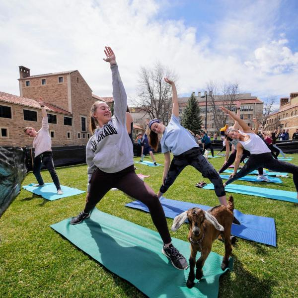 Students enjoy a yoga class on the lawn with baby goats as part of a wellness initiative from the Rec Center Fitness & Wellness and Mountain Flower Goat Dairy. Photo by Glenn Asakawa.