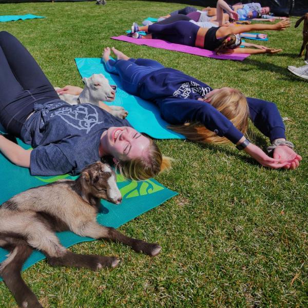 Students enjoy a yoga class on the lawn with baby goats as part of a wellness initiative from the Rec Center Fitness & Wellness and Mountain Flower Goat Dairy. Photo by Glenn Asakawa.
