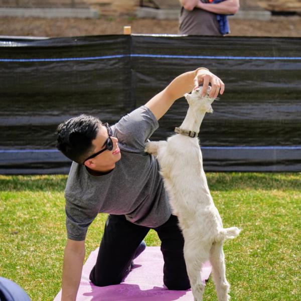 Students enjoy a yoga class on the lawn with baby goats as part of a wellness initiative from the Rec Center Fitness & Wellness and Mountain Flower Goat Dairy. Photo by Glenn Asakawa.