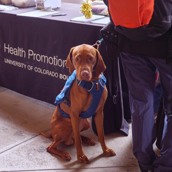 A therapy dog in training visits the Health Hut event, part of the 2021 Health and Wellness Summit on the CU Boulder campus. (Photo by Glenn Asakawa/University of Colorado)