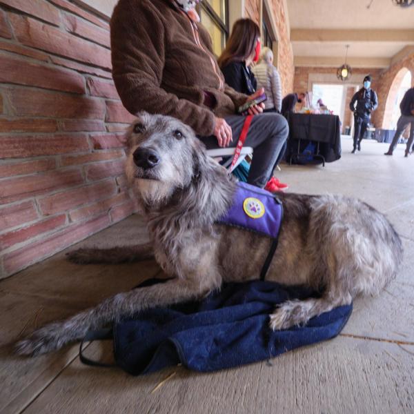 A therapy dog sits by a table staffed by the #BoulderStrong Resource Center at the Health Hut event on the CU Boulder campus. (Photo by Glenn Asakawa/University of Colorado)