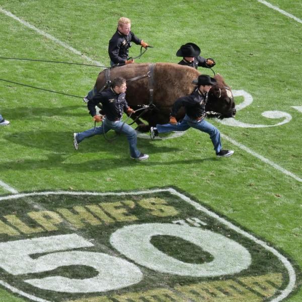 Ralphie stampedes onto Folsom Field to celebrate the 50th year anniversary of the mascot tradition