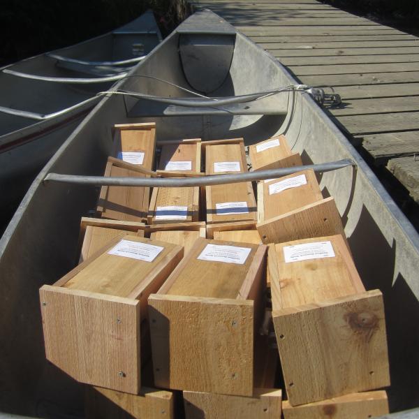A canoe loaded with nest boxes, ready to be installed in the field to create a new study site. (Photo by Tess Forstner.)