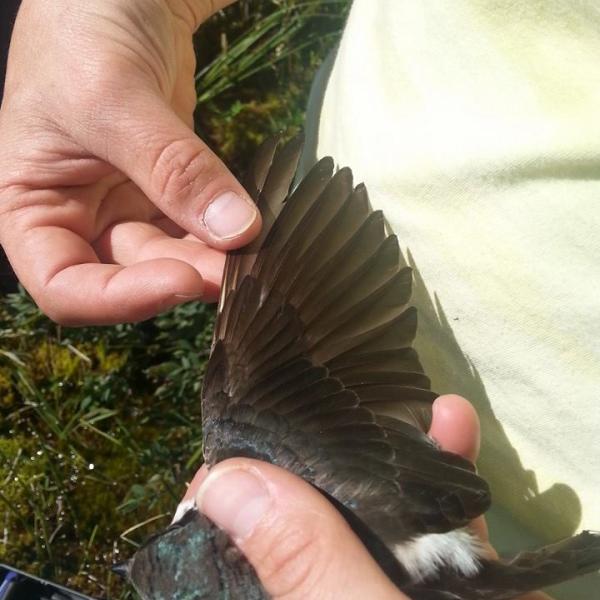 UAA Professor Audrey Taylor examines female tree swallow wing for signs of wear. (Photo by Lindsay Hermanns.)