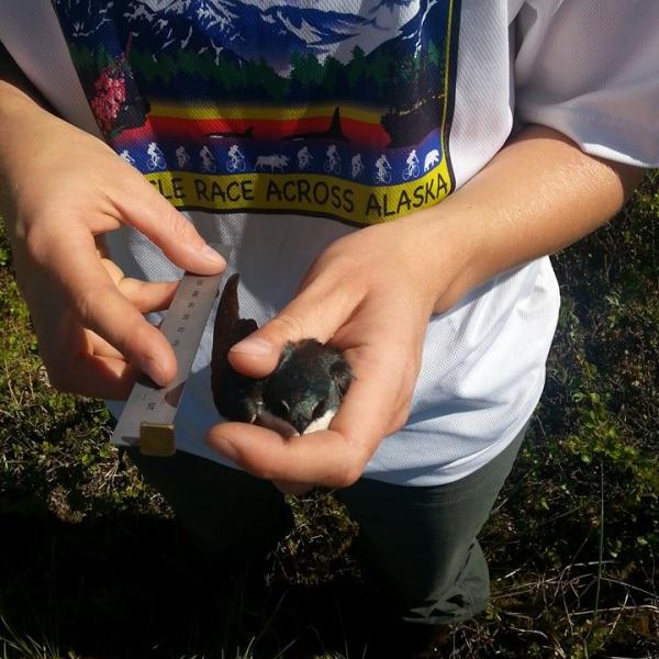 Rachel Irons measures an adult tree swallow. (Photo by Lindsay Hermanns.)