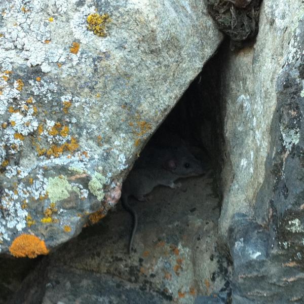 A woodrat (Neotoma sp.) hides under a rock. (Credit: McCain Lab)