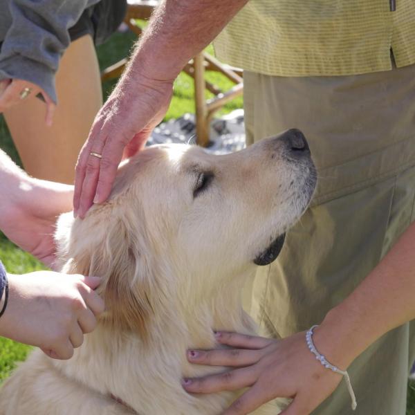 Therapy dog gets all the pets at the first-ever CU Boulder dog café