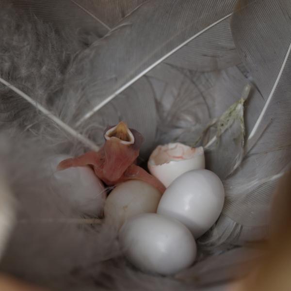 Eggs and a newly hatched tree swallow chick at one of the Alaskan sites used for a CU Boulder-led study looking at how wind, rain play a role in breeding cycles. (Photo by Meredyth Duncan.)