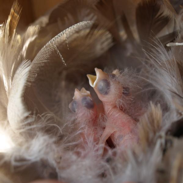 Young tree swallow chicks are nearly naked and require parental warmth as well as feeding to survive. (Photo by Meredyth Duncan.)
