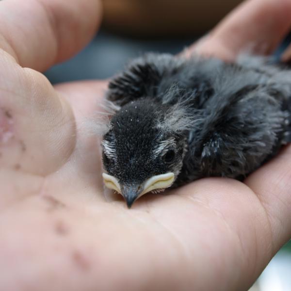 A tree swallow chick at one of the Alaskan sites used for a CU Boulder-led study looking at how wind, rain play a role in breeding cycles. (Photo by Meredyth Duncan.)