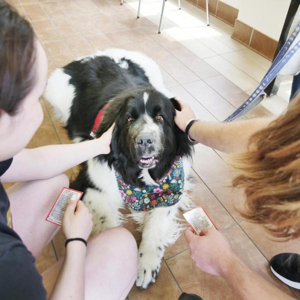 Two students unwind with therapy dog Banksy