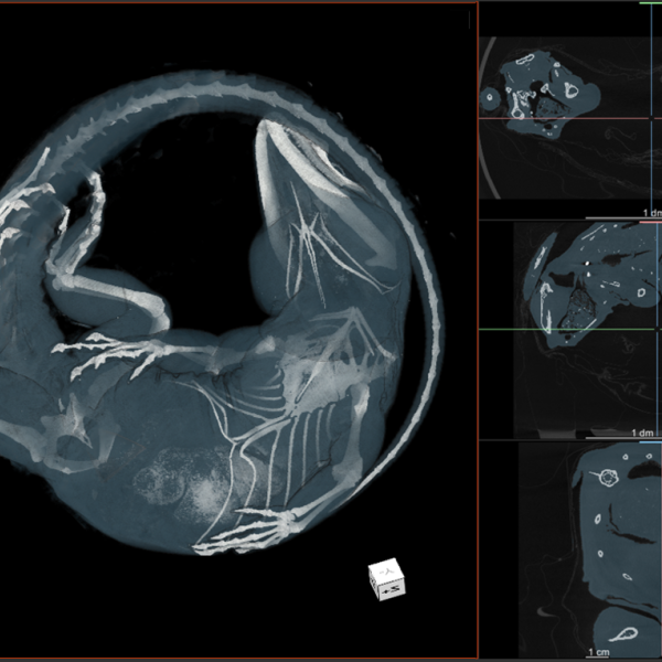 CT scan images showing the internal anatomy of an iguana. (Credit: UCM 11735 Ctenosaura pectinata)