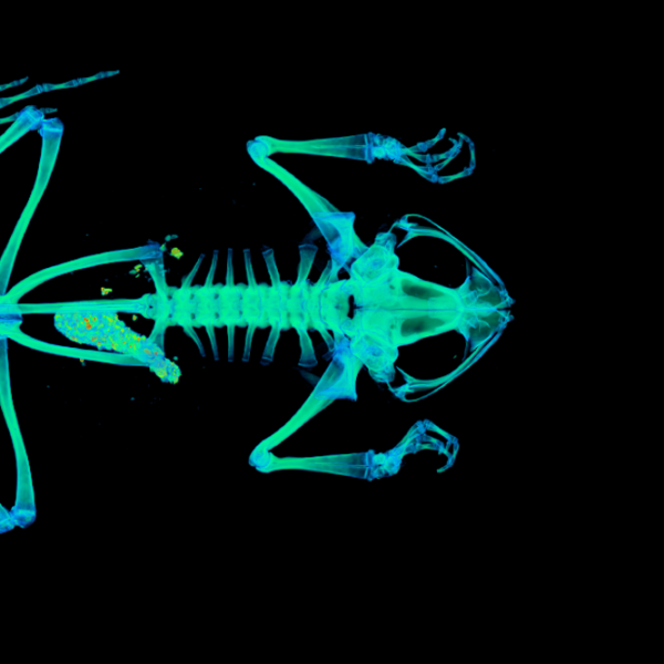 CT scan of a Túngara frog. (Credit: UCM 41333 Engystomops pustulosus)