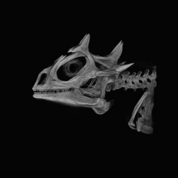 Giant horned lizard skull. (Credit: UCM 51066 Phyrnosoma asio)