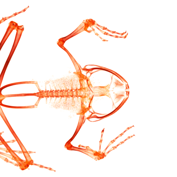 CT scan of a Tarahumara barking frog (top view). (Credit: UCM 67231 Craugastor tarahumarensis)