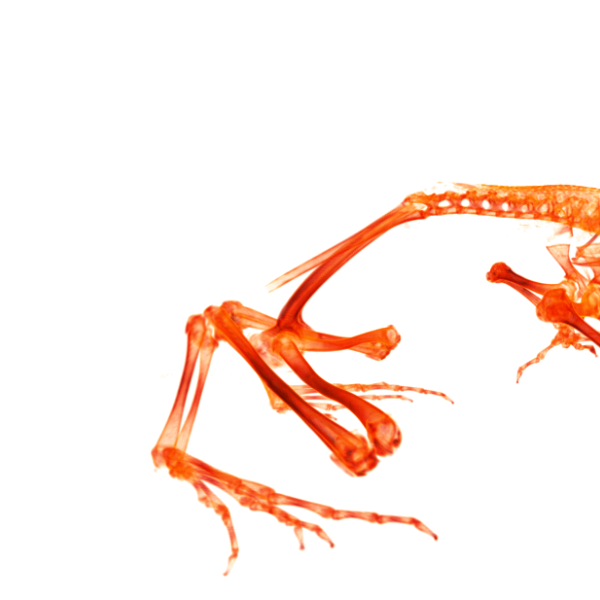 CT scan of a Tarahumara barking frog (side view). (Credit: UCM 67231 Craugastor tarahumarensis)