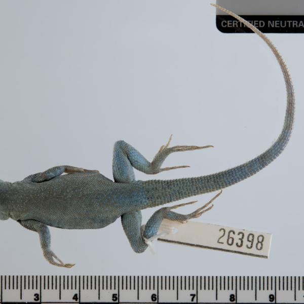 External anatomy of a lizard (Uta nolascensis). (Credit: UCM 26398 Uta nolascensis)