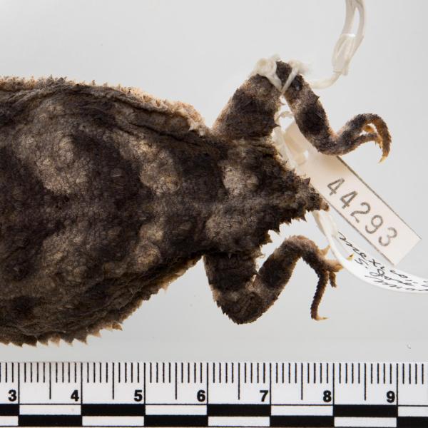 External anatomy of a short-tailed horned lizard. (Credit: UCM 44293 Phyrnosoma braconnieri)