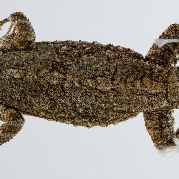 High-resolution image of the back of a lizard (Urosaurus bicarinatus). (Credit: UCM 50725 Urosaurus bicarinatus)