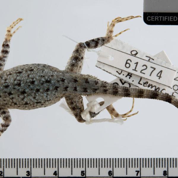 A canyon lizard as seen from above. (Credit: UCM 61274 Sceloporus merriami ballingeri)