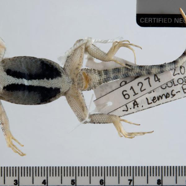 The belly of a canyon lizard. (Credit: UCM 61274 Sceloporus merriami ballingeri)