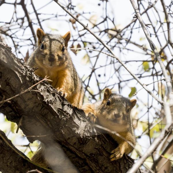 Squirrels perched in a campus tree on a warm fall day