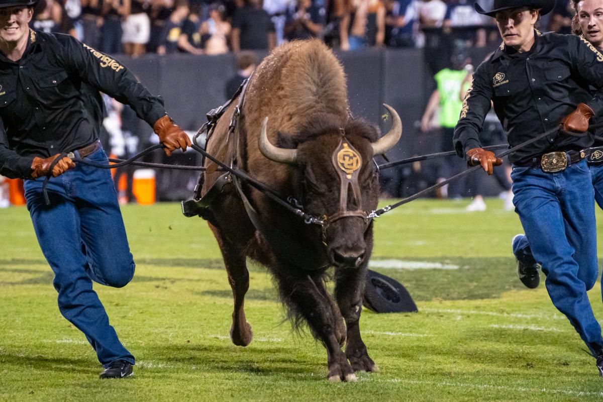 Ralphie running on Folsom Field