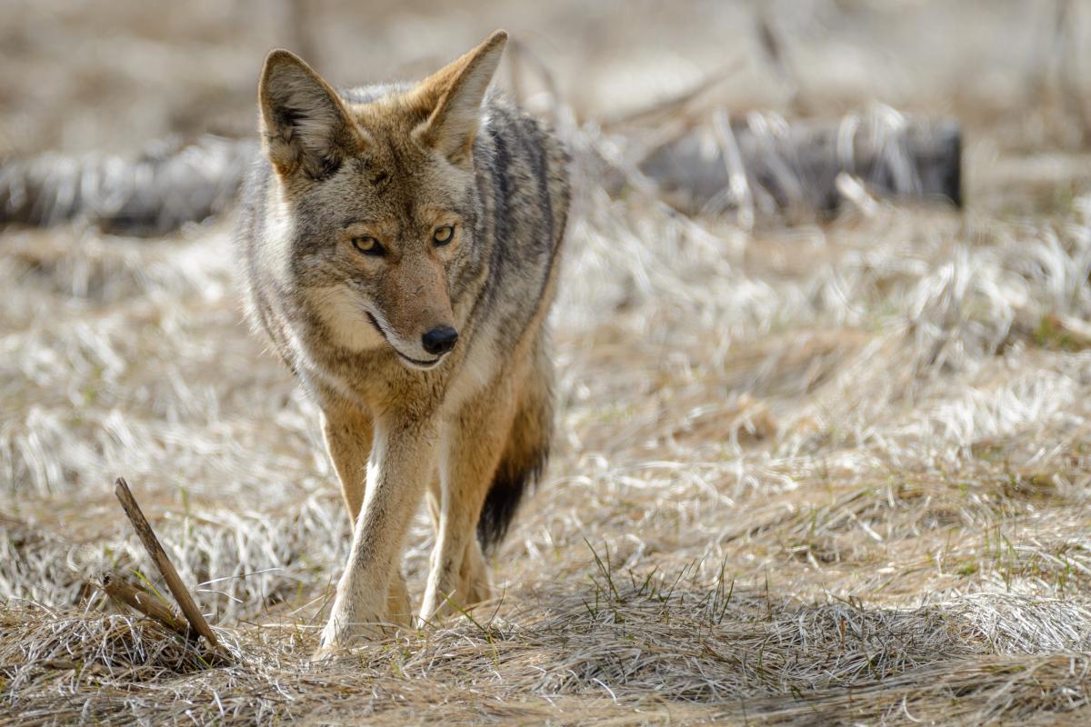 A coyote walking