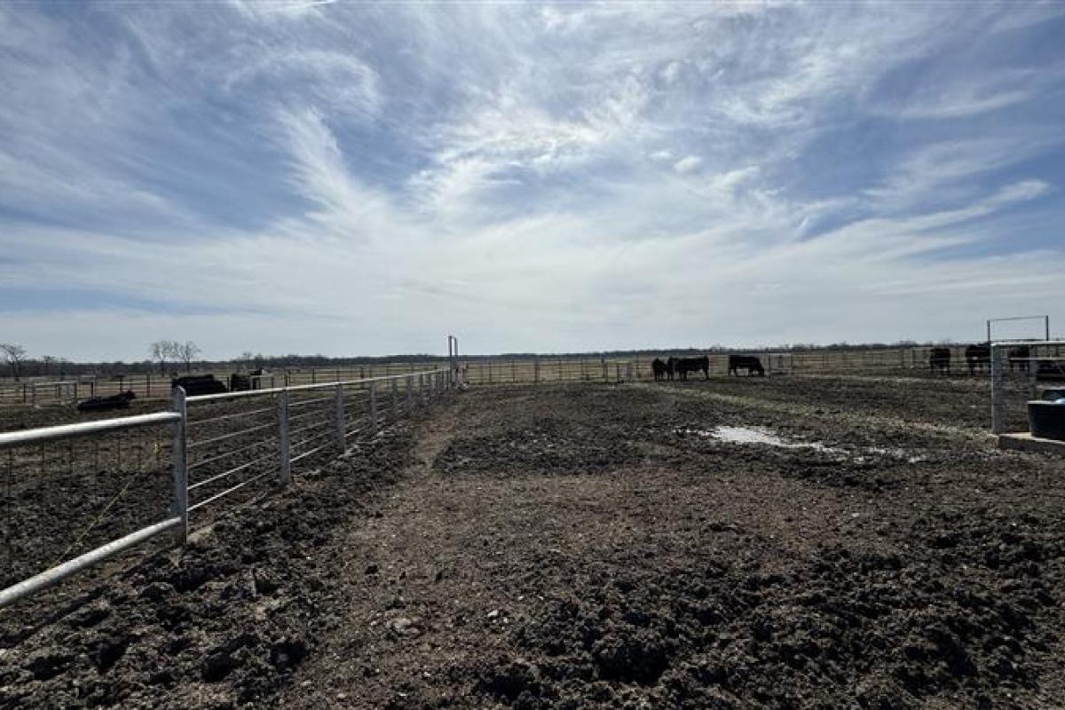 A cattle ranch in Kansas, US