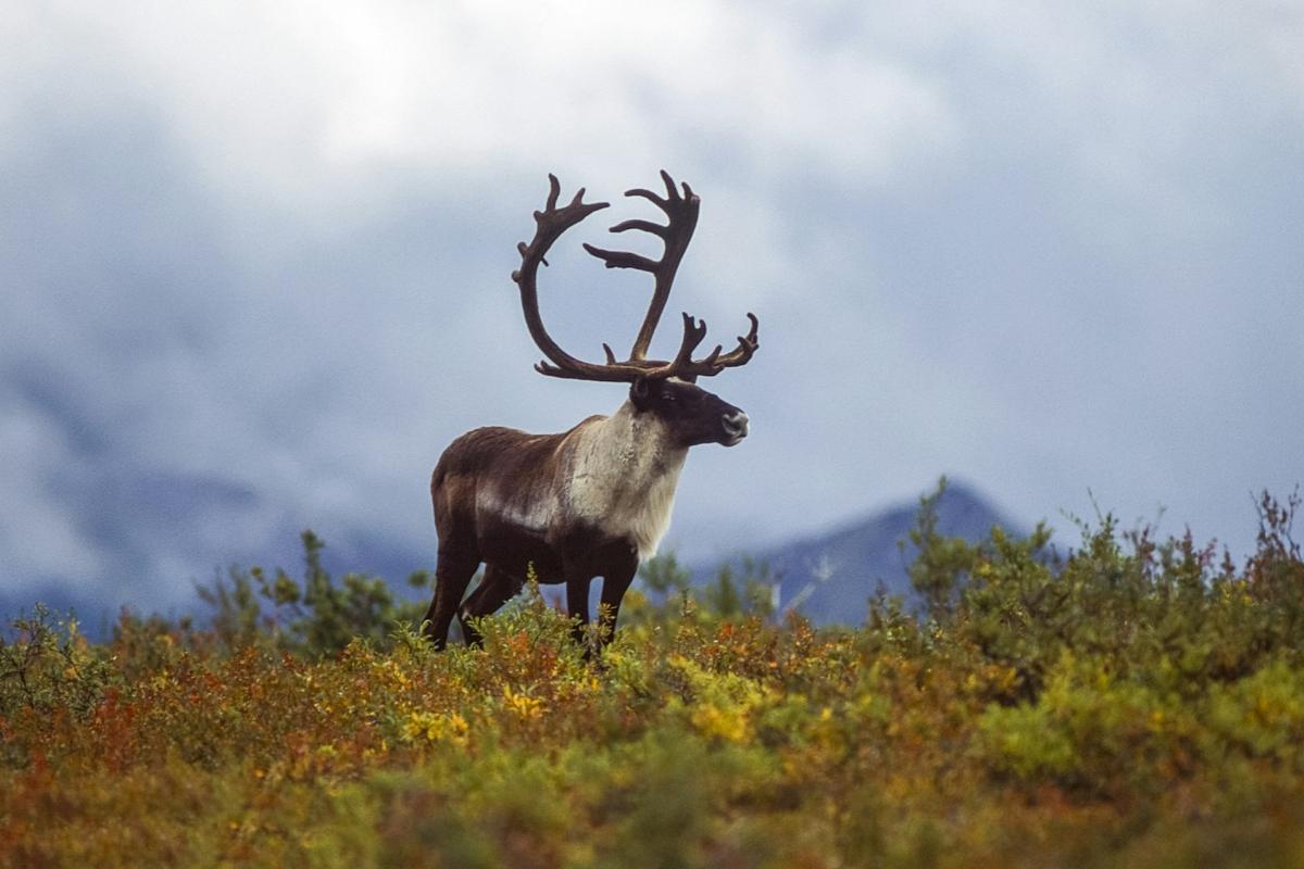 Reindeer