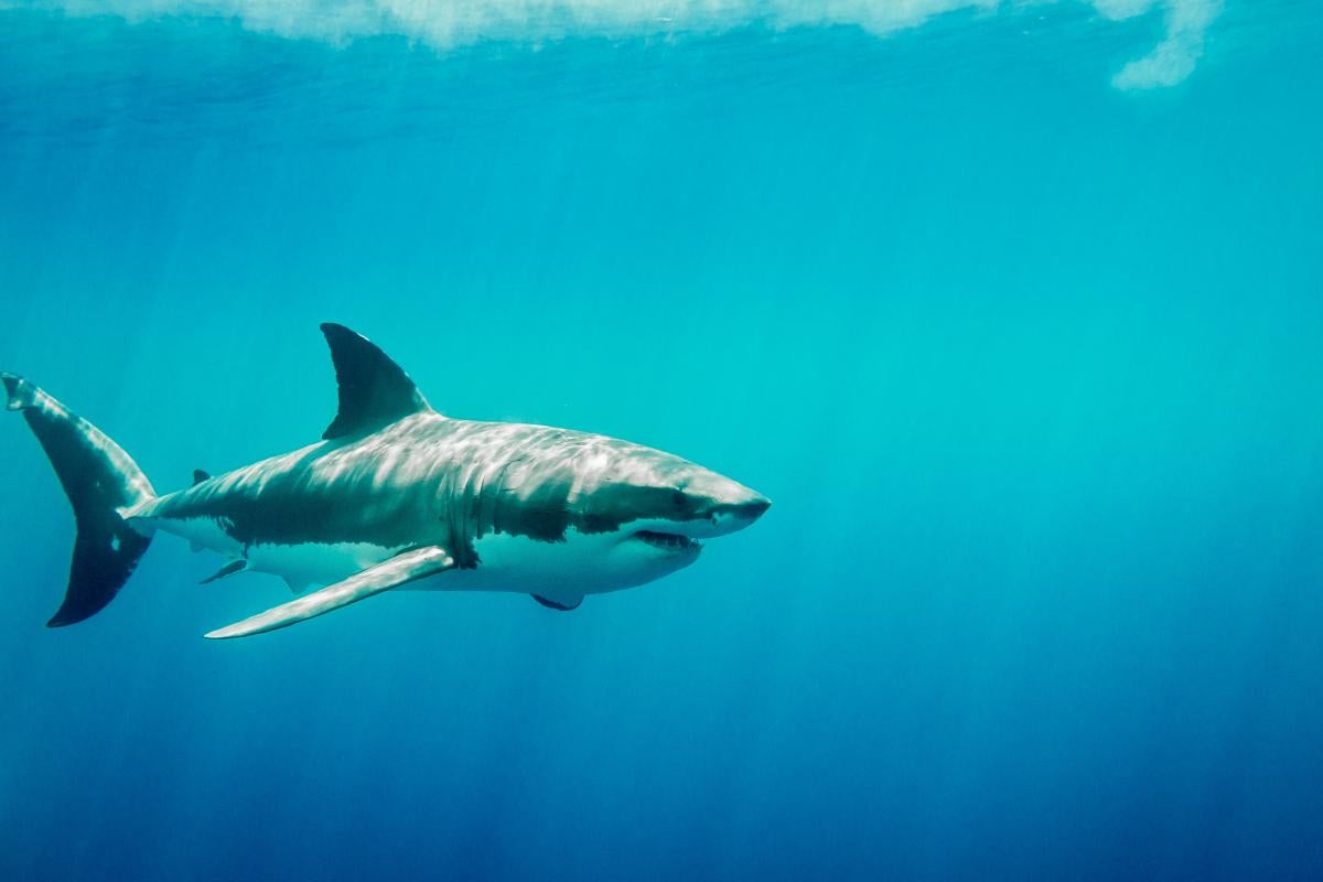 Great white shark swims through blue water