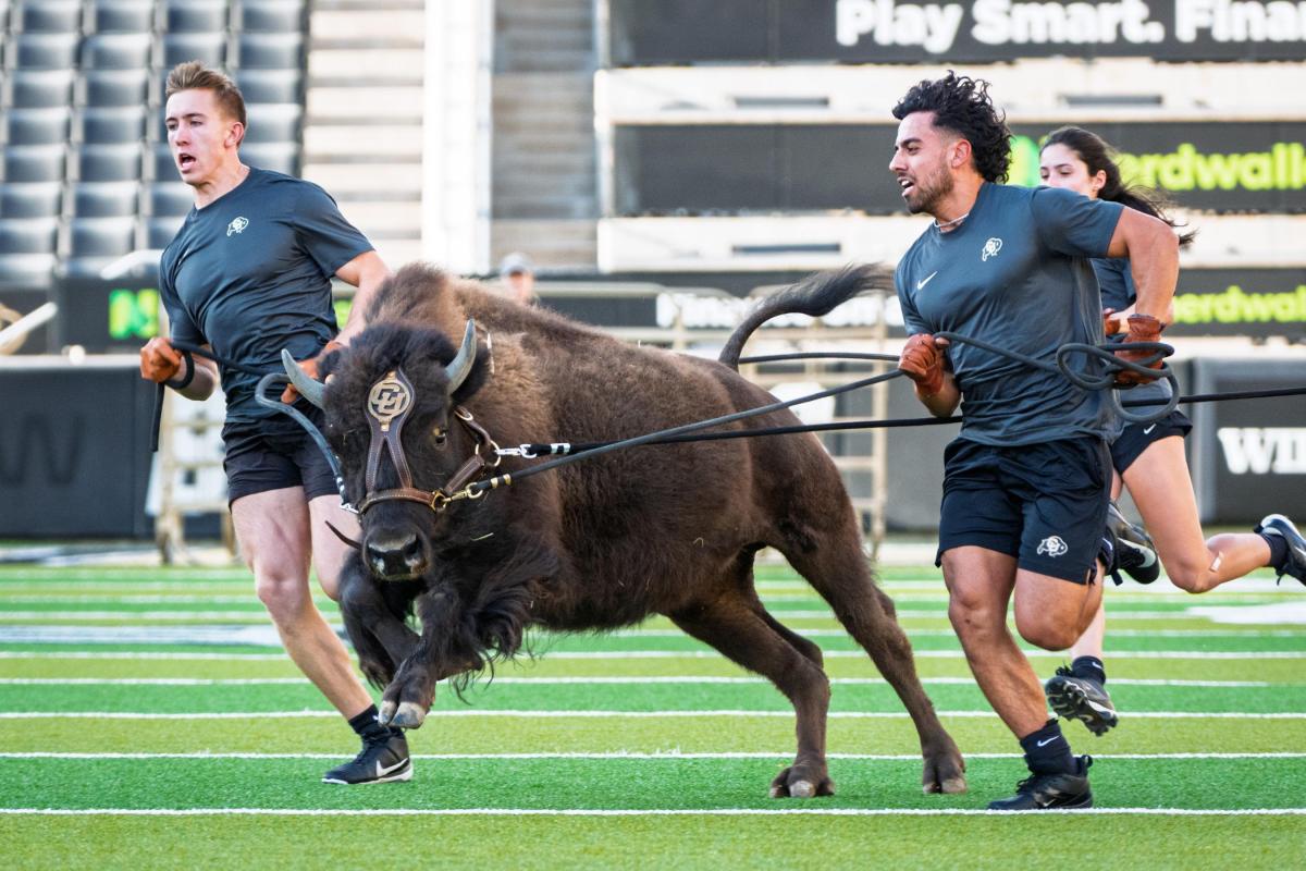 Ralphie VII running on Folsom Field