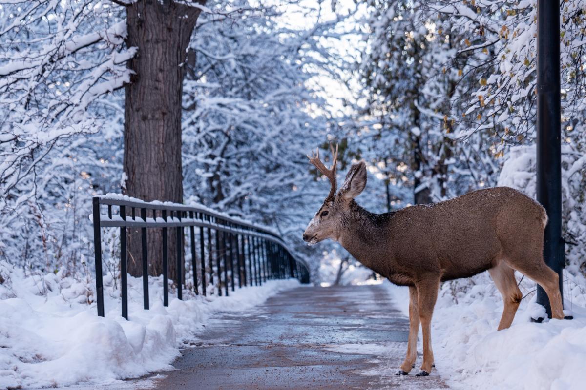 A deer walks over a snowy path