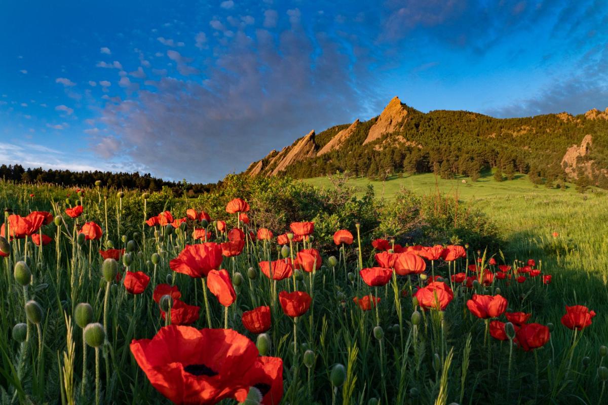 red poppies in front of the Flatirons