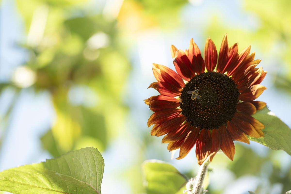 red sunflower on campus