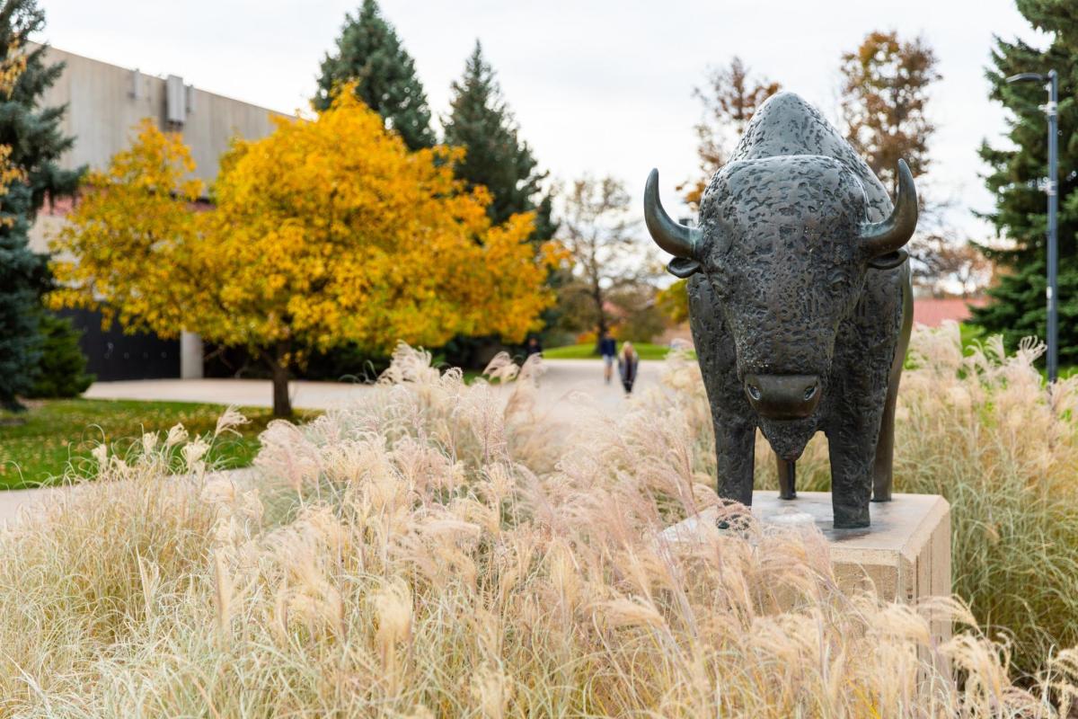 Buffalo sculpture on campus