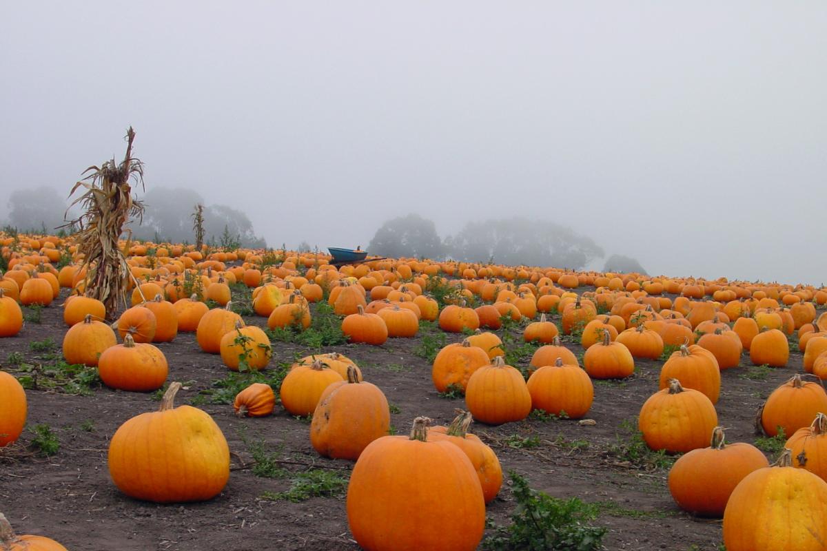 Spooky pumpkin patch
