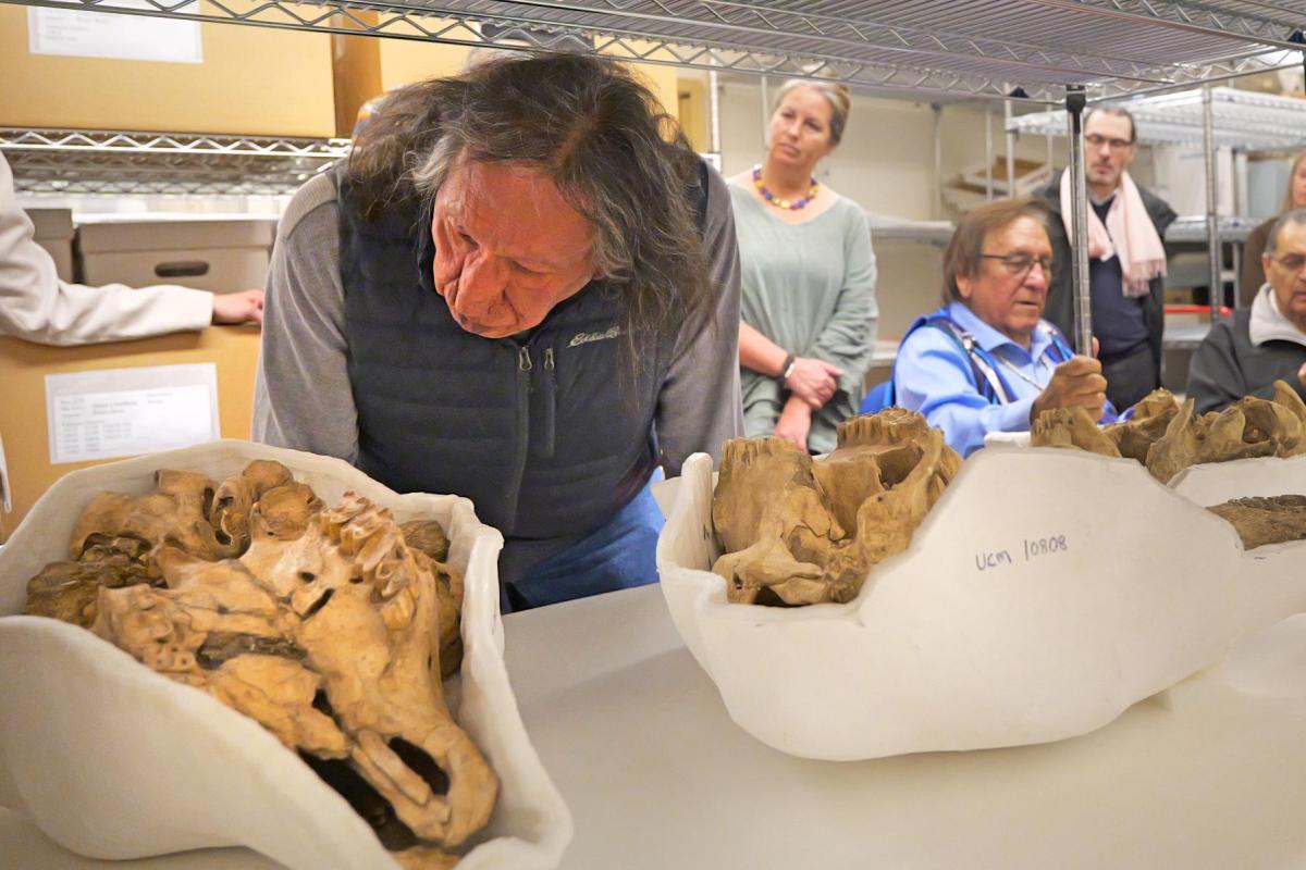 Man leans over a shelf holding three bison skulls stored in casts