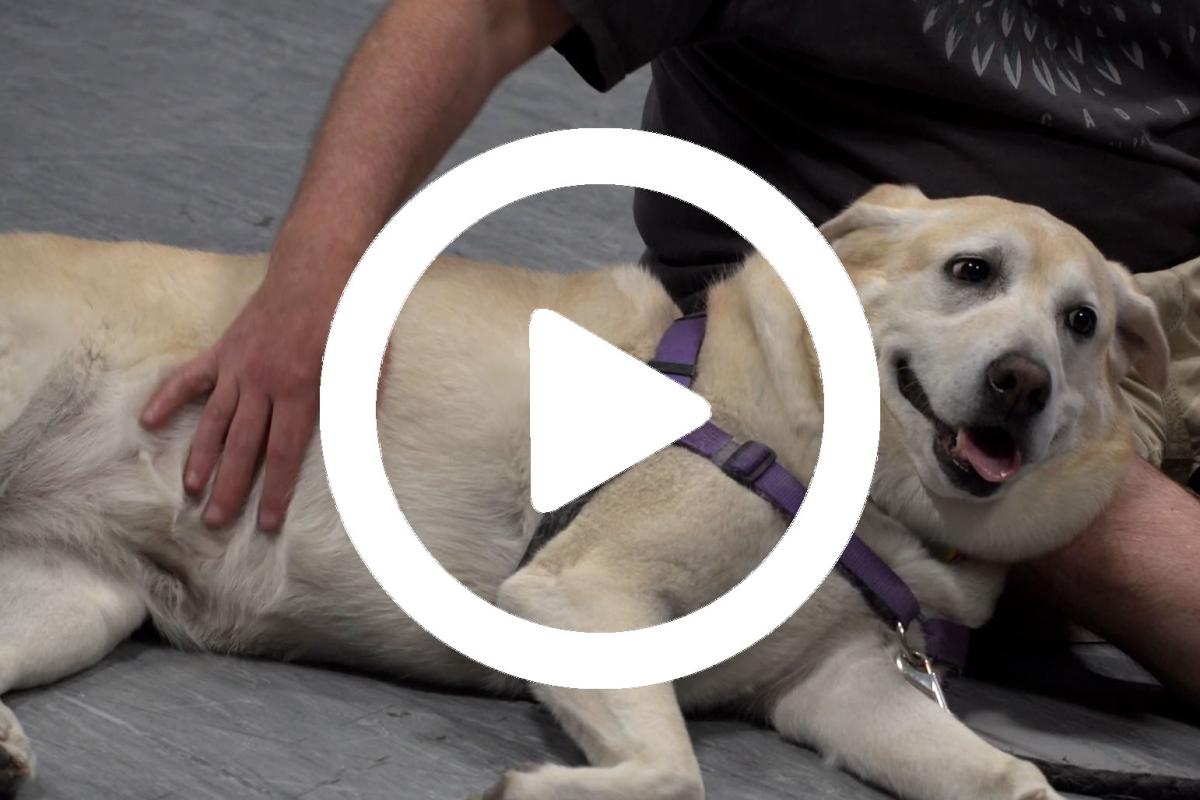 Dog lying down with video play button overlay