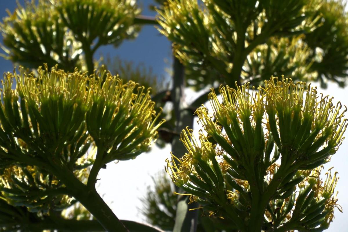 A blooming agave plant on the CU Boulder campus.