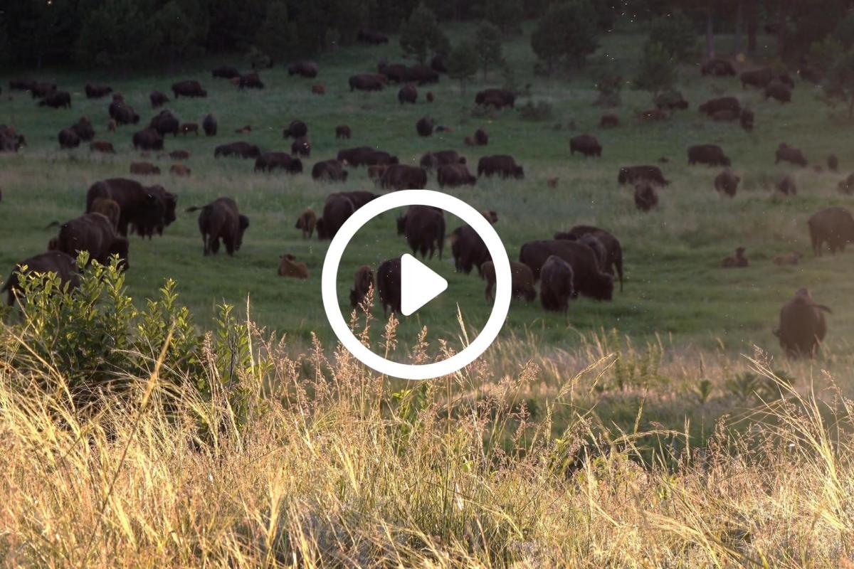 a herd of bison in a field with a video play button overlay