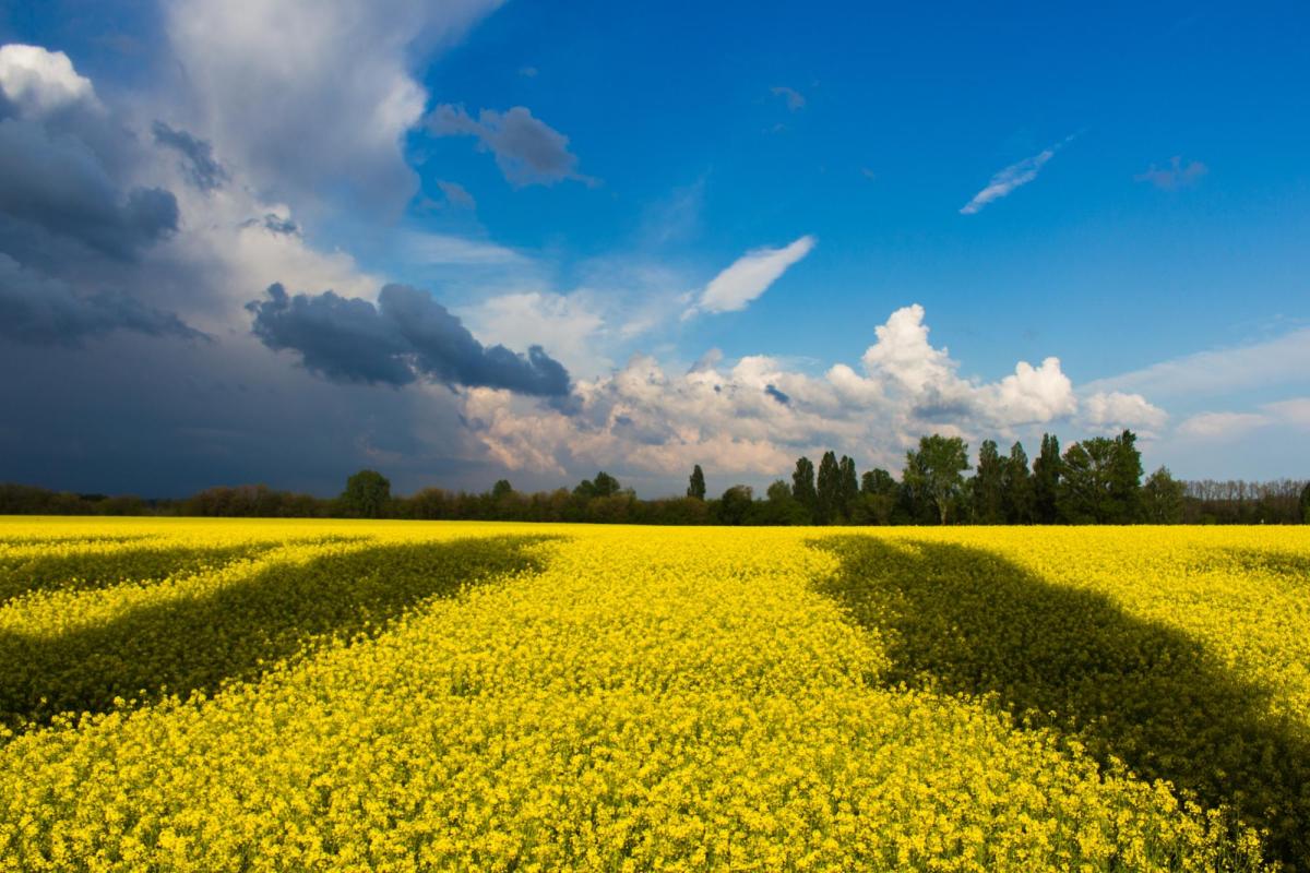 A field of yellow under a bright blue sky harkens the Ukranian flag.