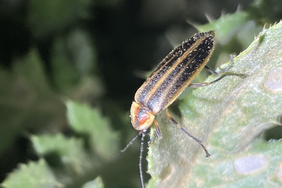 Insect with orange head and black and brown wings sits on a leaf