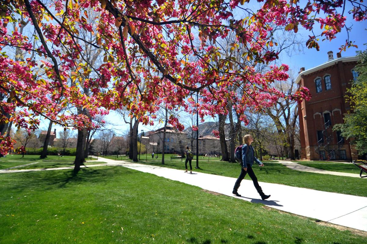 A flowering tree is seen on campus.
