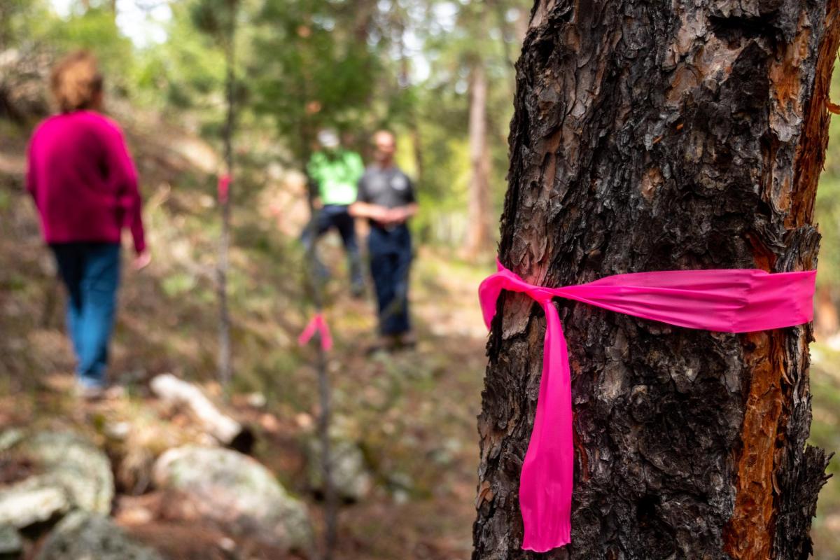 A tree flagged for removal on a homeowner’s property. Photo by Patrick Campbell/University of Colorado)
