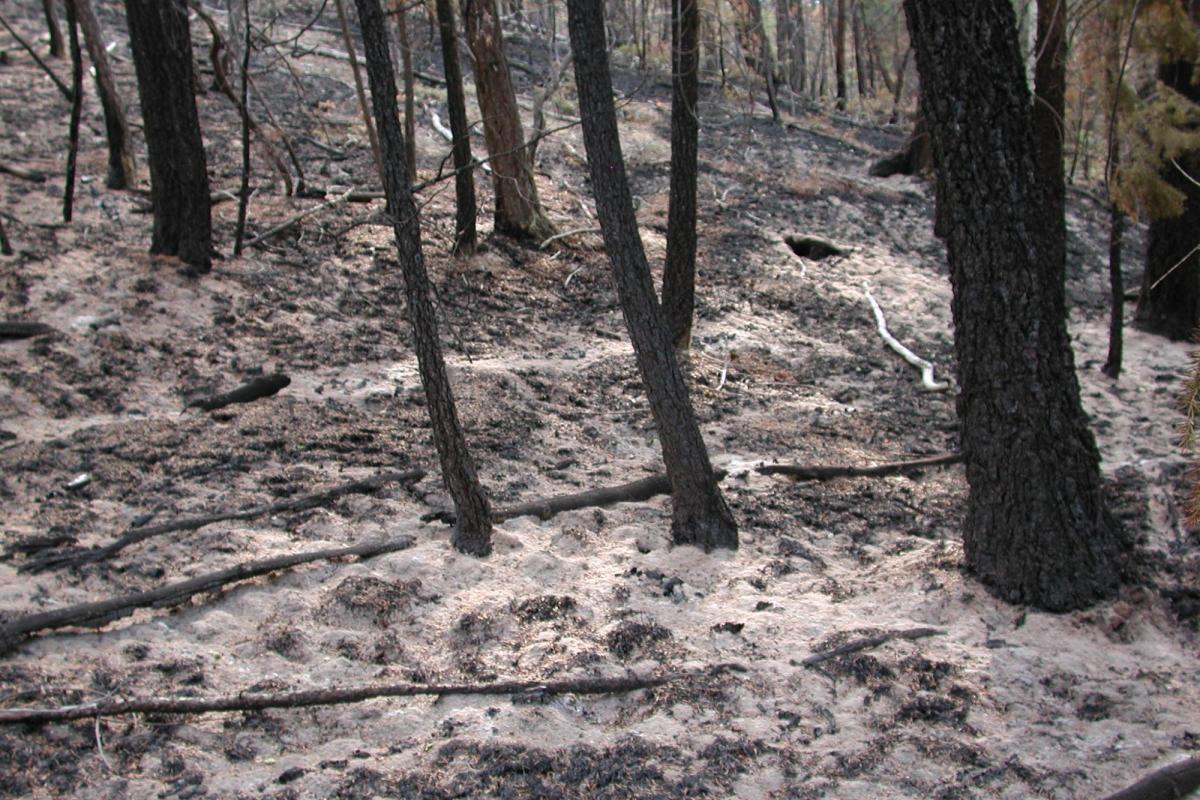 Ash and black trunks remain after the Hayman Fire.